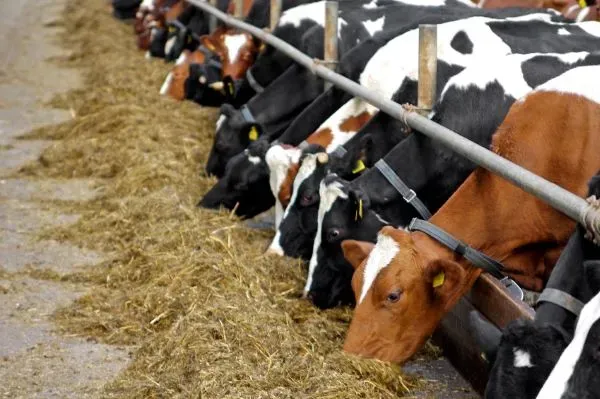 Cattle Feed logo
